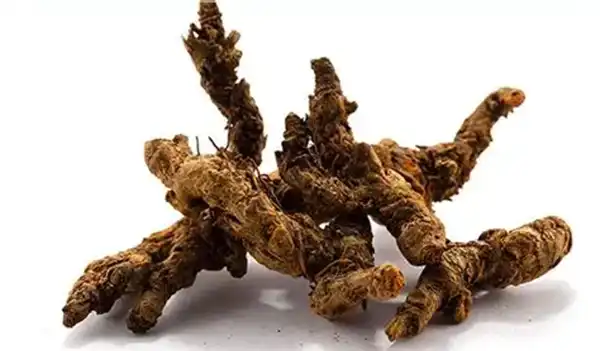 Can Rhizoma Coptidis Powder Promote Healthy Gut Function?